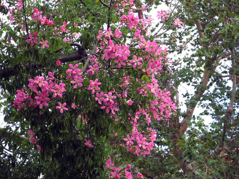 Pink splendor, Chorisia flowers 3416