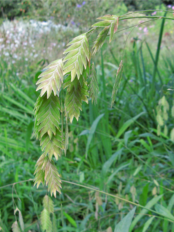 In the gardens: pretty grasses 3214