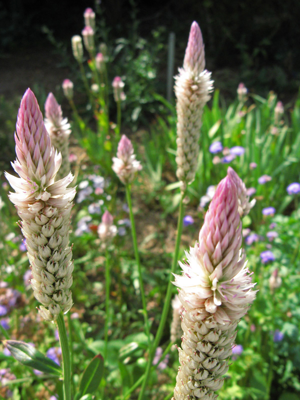 Pastel colors in a mixed border 3219