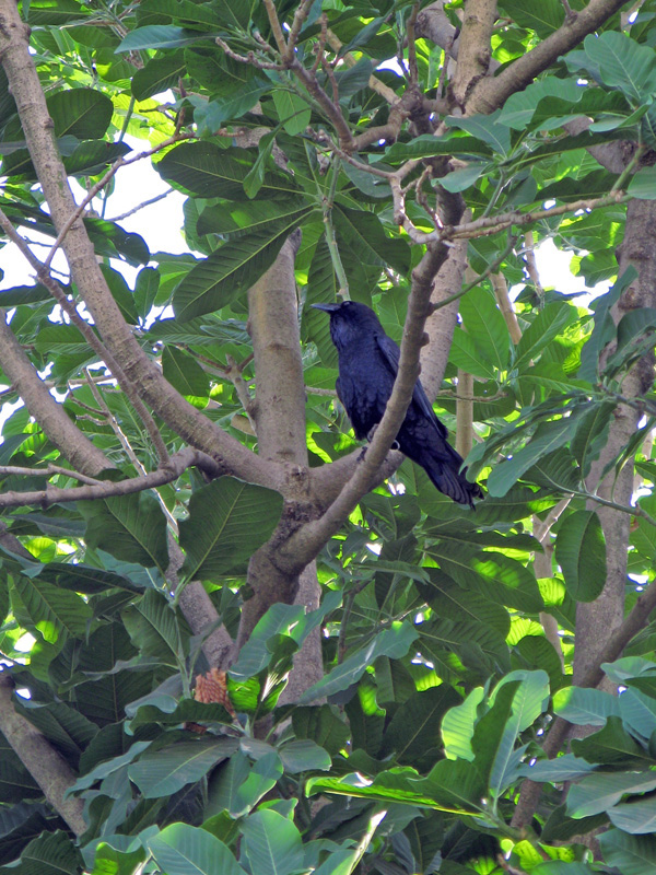 A raven 3272c