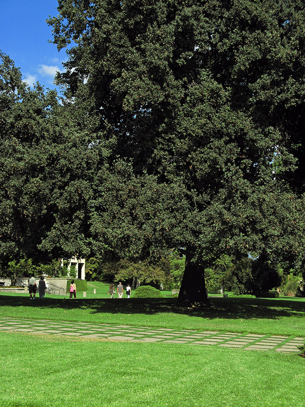 English Oak tree3281