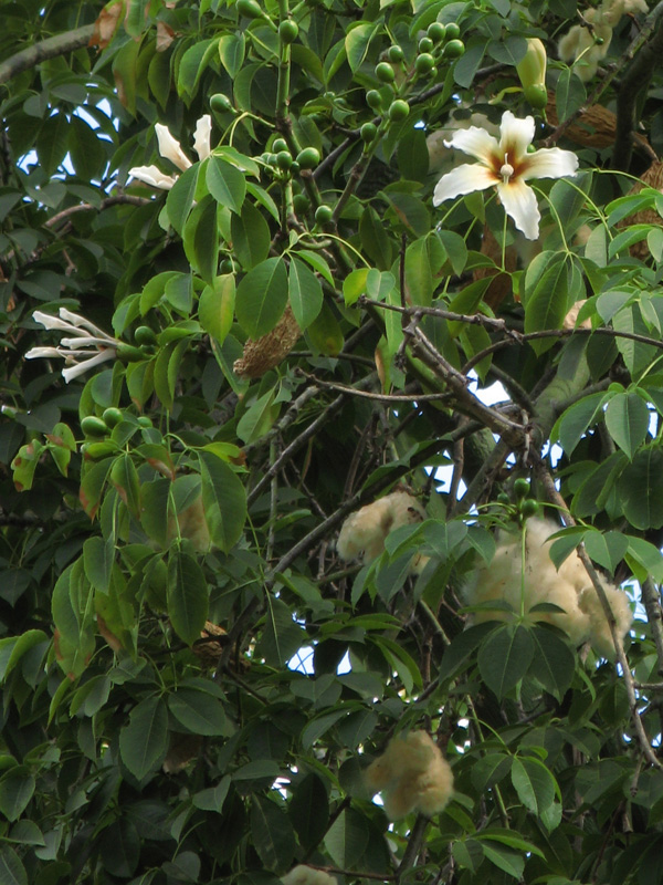 Chorisia flowers 3306