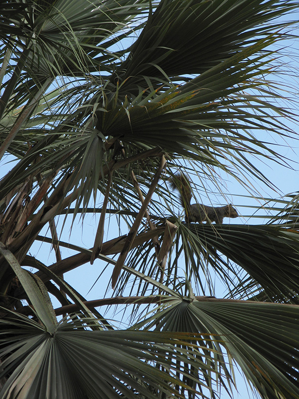 Hunting for dates3309