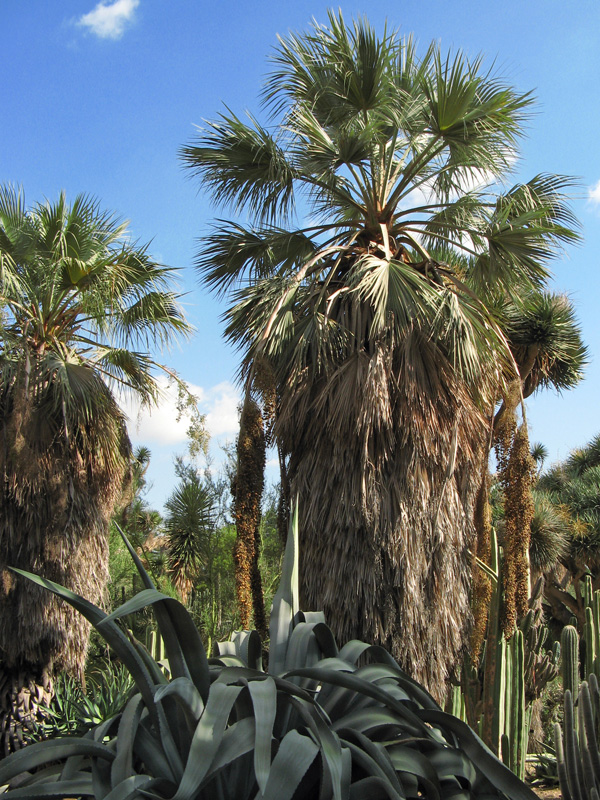 The Palm Garden 3314
