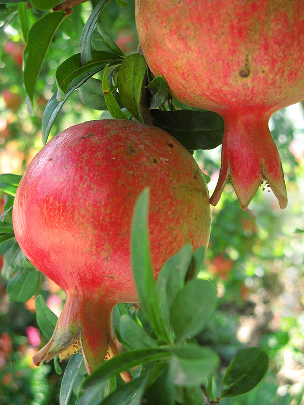 Pomegranates 3253