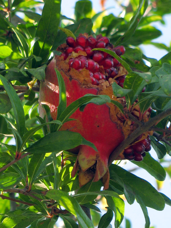 Food for the birds 3255