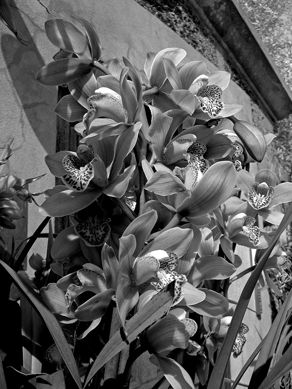 Cymbidium Orchids 3571lab