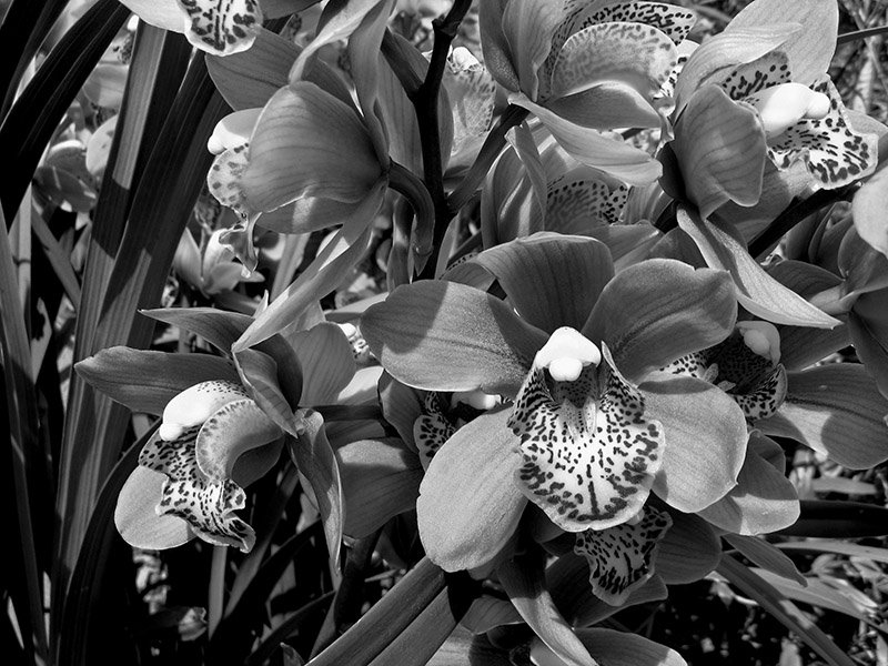 Cymbidium orchids 3573lab