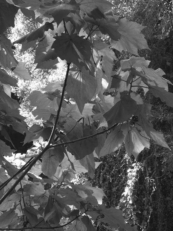 Leaves and shadows 3676bw
