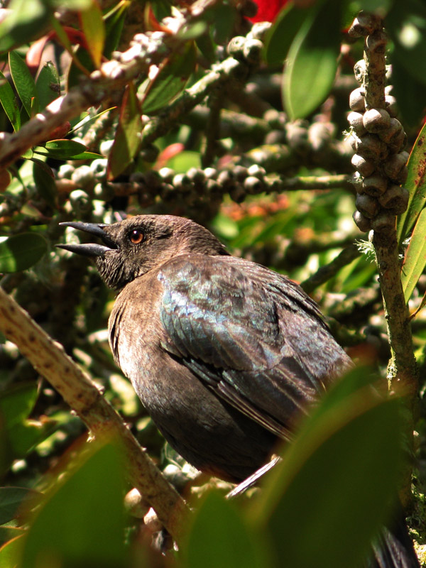 Blackbird in bottlebrush tree7499