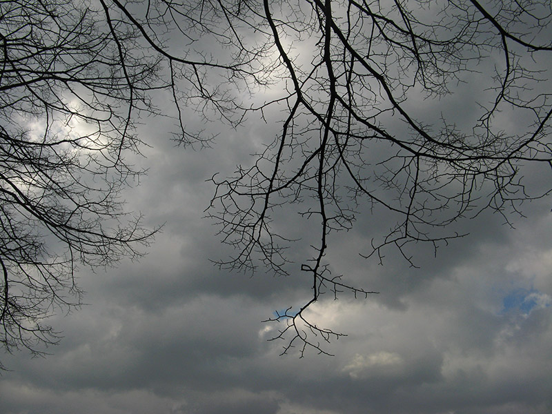 Bare branches and clouds6000