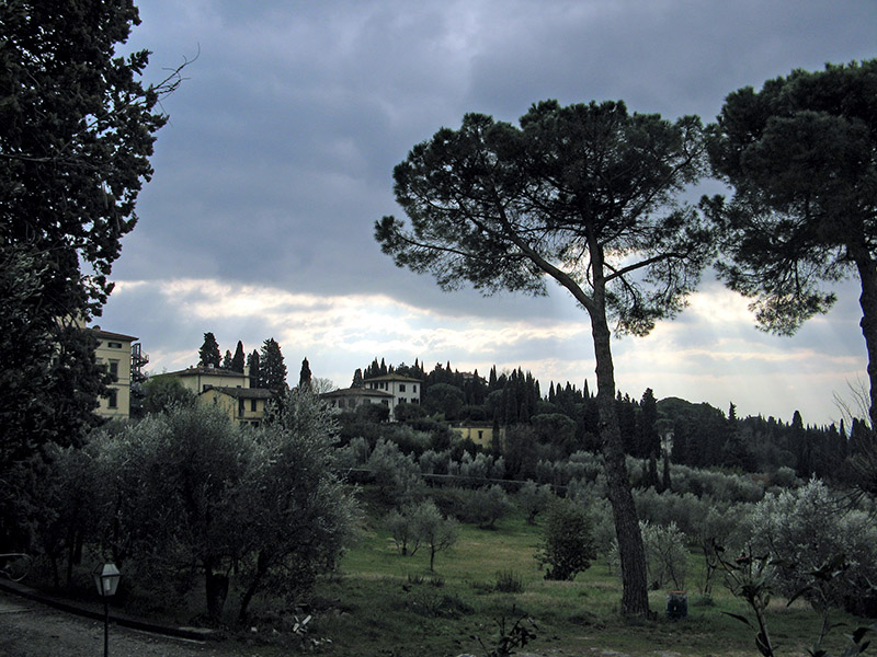 Grey clouds, pines and olive trees6036