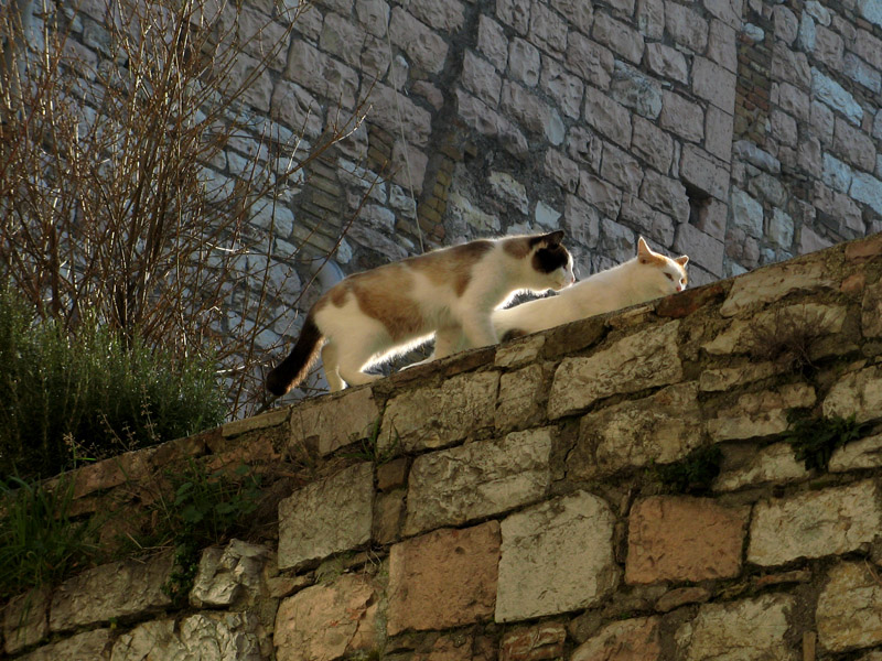 Stone wall with cats6360