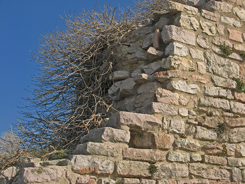 Leafless vines on the Rocca walls6395