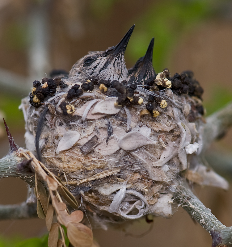 Baby hummers in the backyard