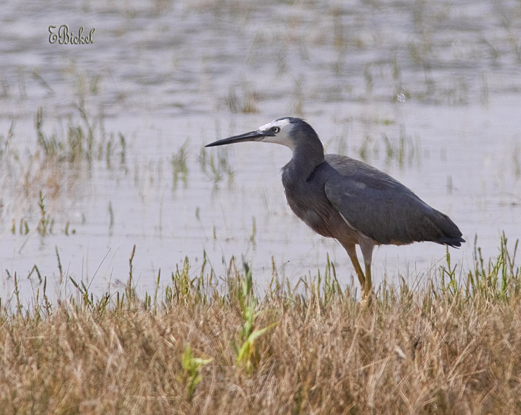 White Face Heron