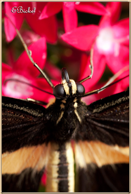 Giant Swallowtail