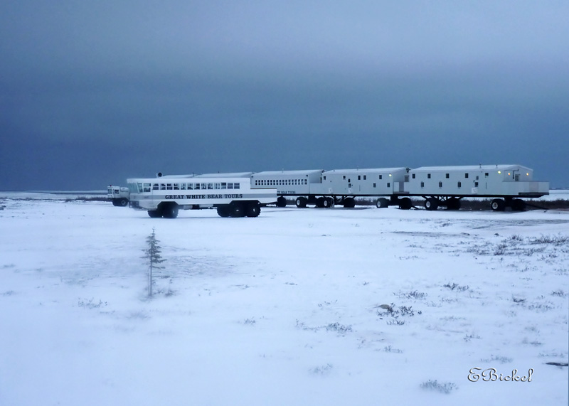 Great White Bear Tundra Lodge