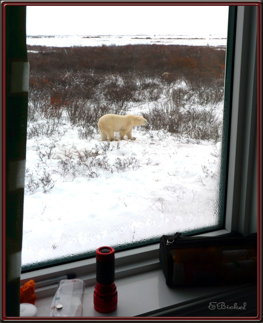 View from my Window