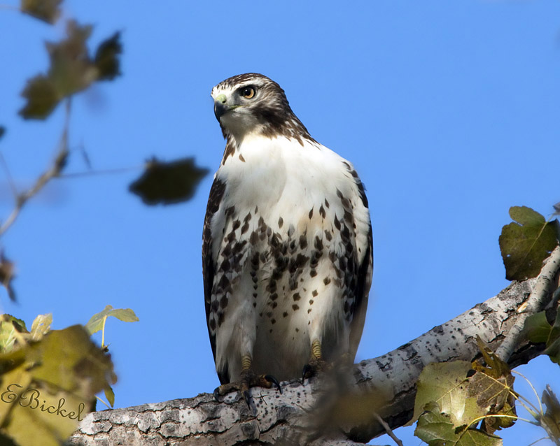 Red Tail Hawk