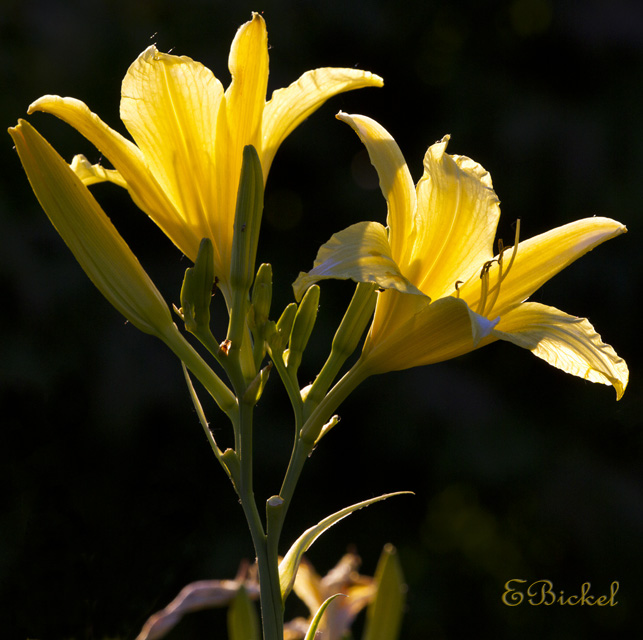 Yellow 2010