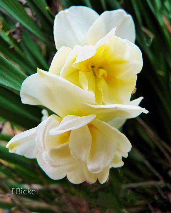 Fancy Daffodils 2012