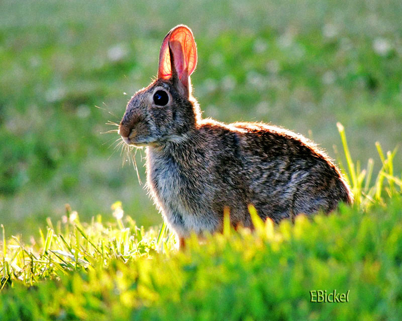 Backyard Bunny 2012