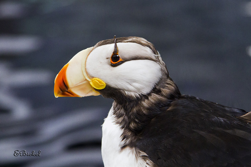 Puffin 2012