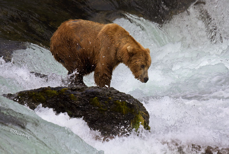 Wild Fishing