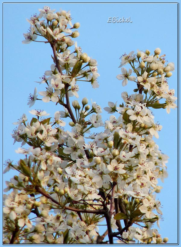 Spring Flowers at Last!!! April 13, 2013