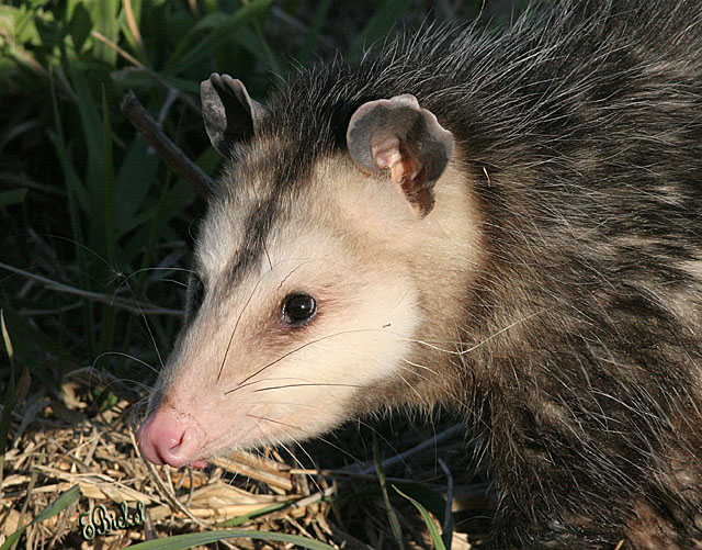 Possum