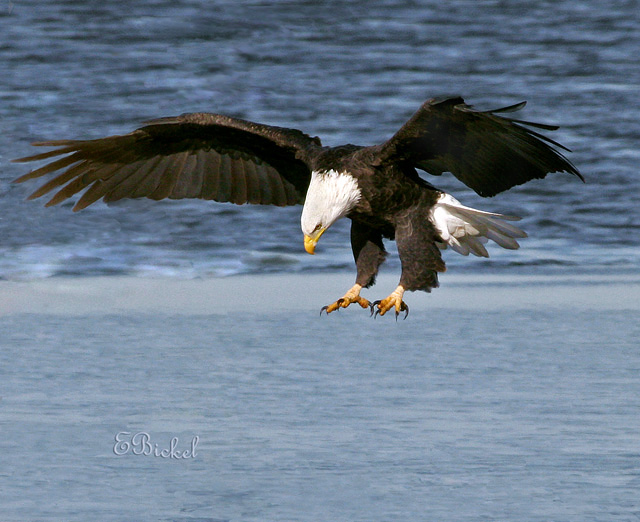 Hunting