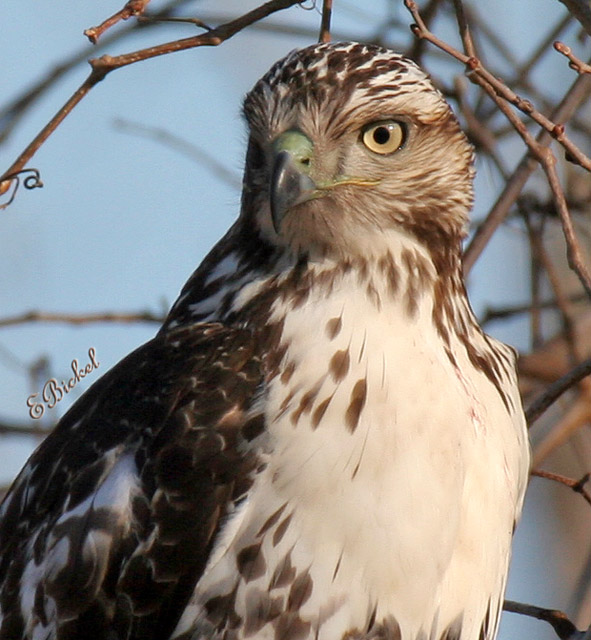 Wild Portrait