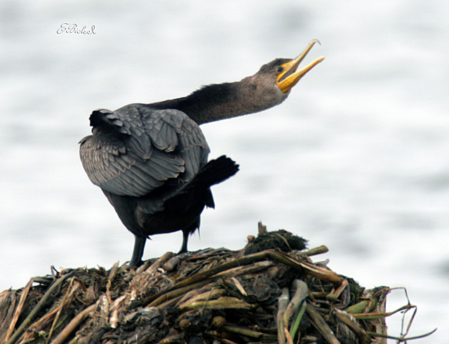 A Little Cormorant Action