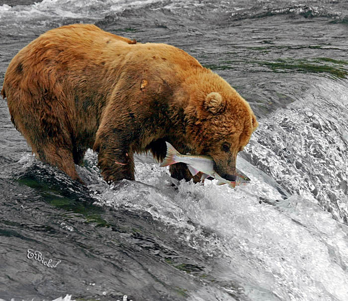 King Bear