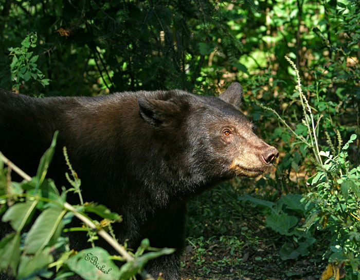 Black Bear