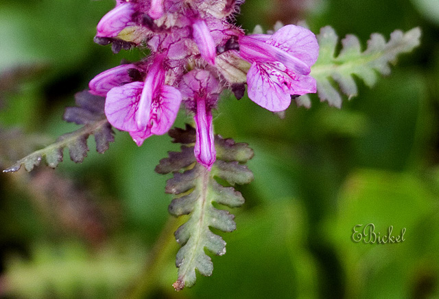 Denali Flora 2007