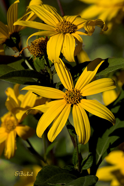 Wild Sunflowers 2007