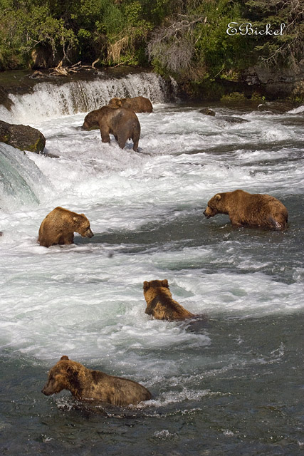 Seven Wild Grizzly Bears