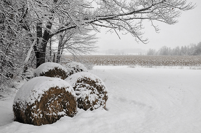 Fresh snow and old corn