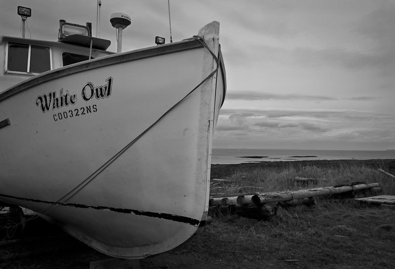 White Owl