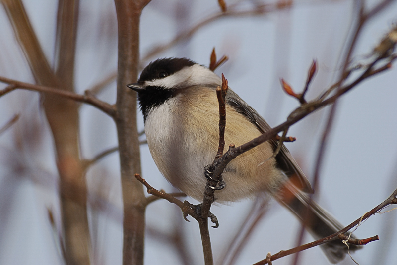 Chickadee