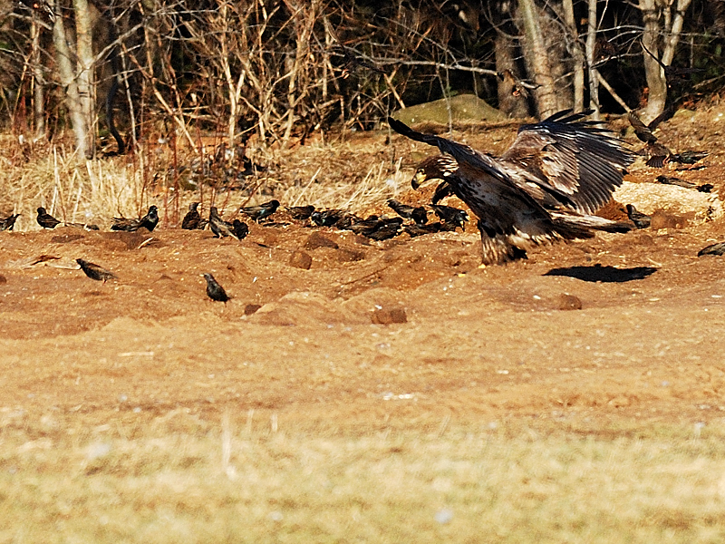 Bald eagle (immature) and Starlings