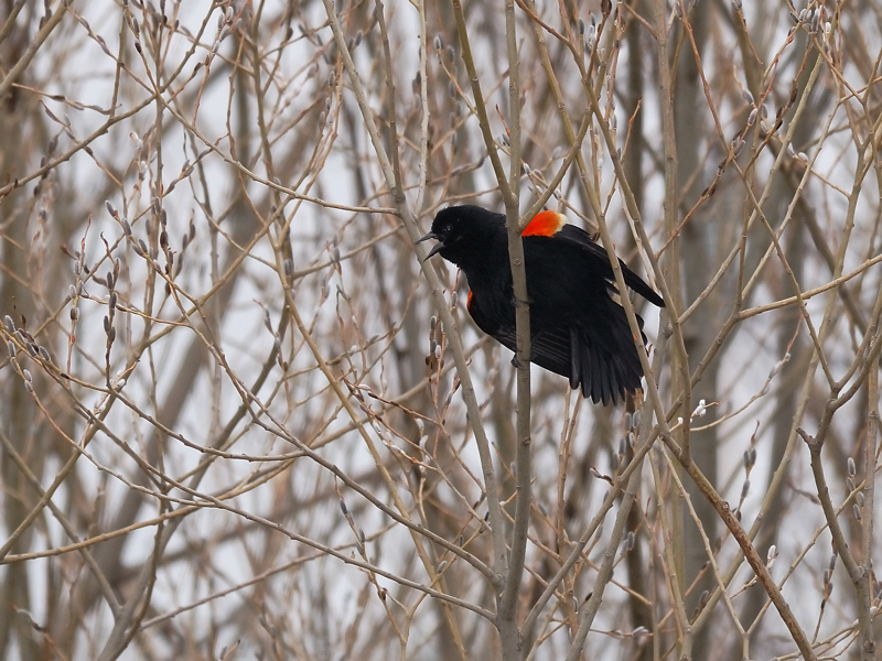 Red Winged Blackbird