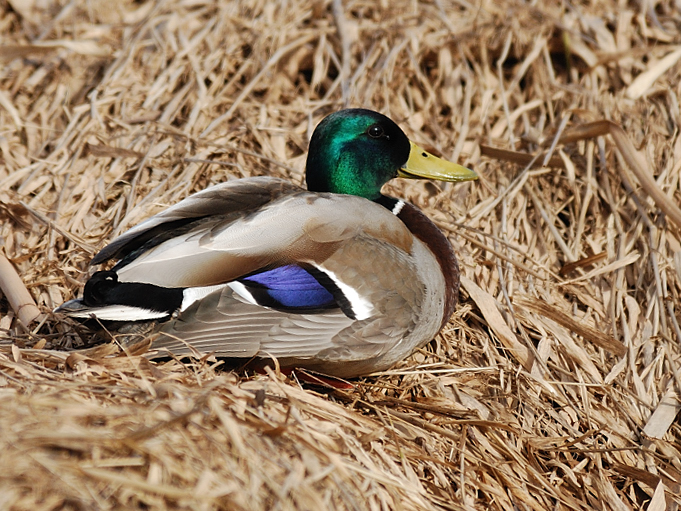 Mallard Drake