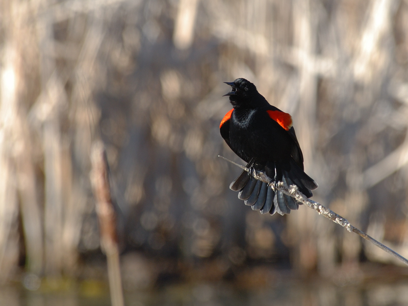 Red-winged Blackbird establishing a territory