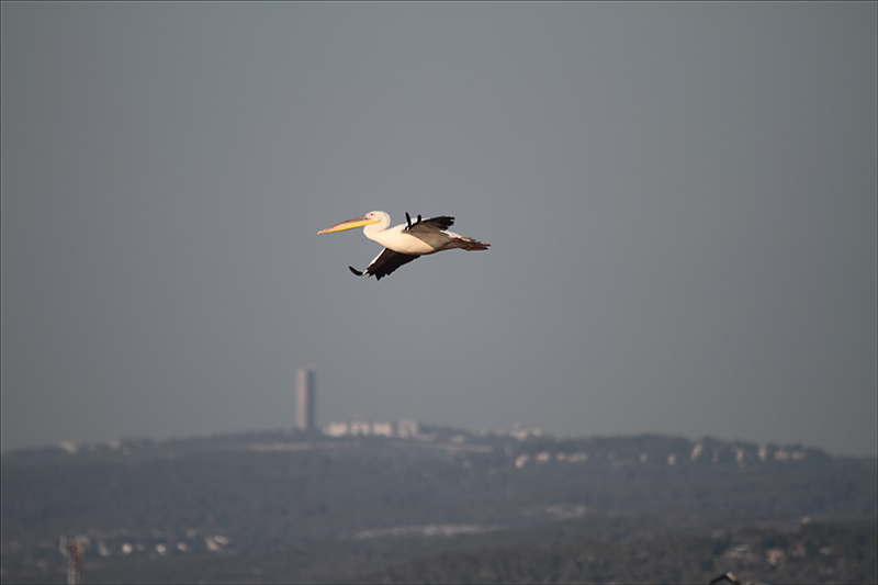 Lone Pelican with Haifa in the Background