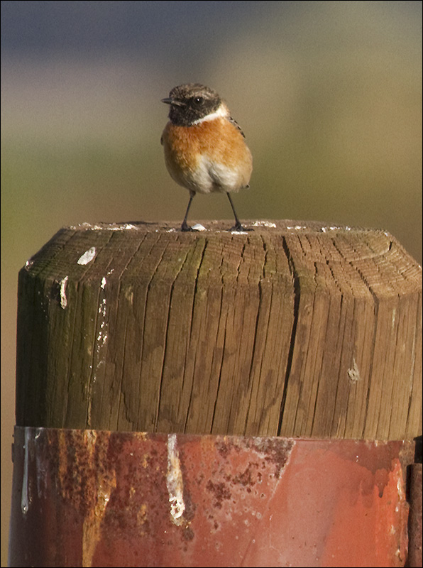 A Stonechat