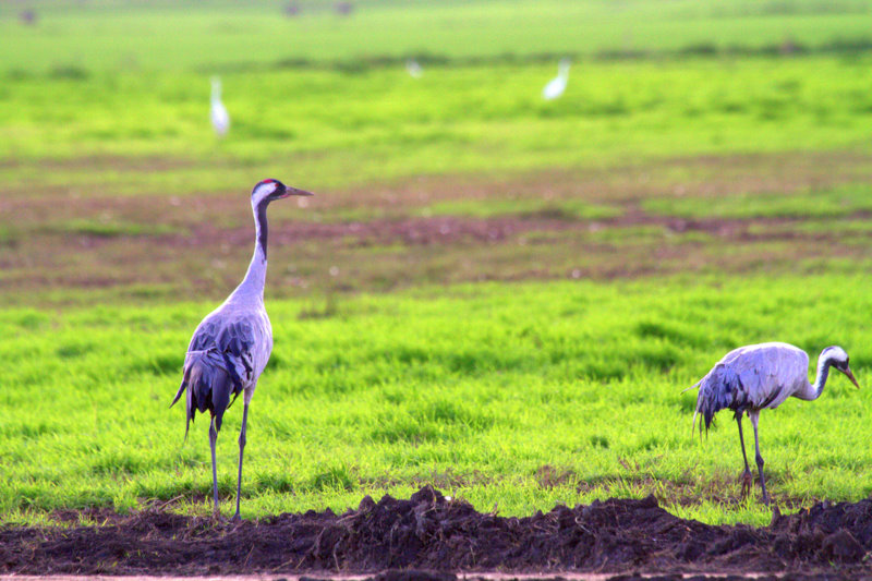 Two Grey Cranes Wintering in Hula Wetlands in Israel