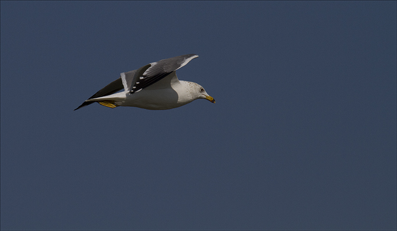 Seagull in Flight.jpg